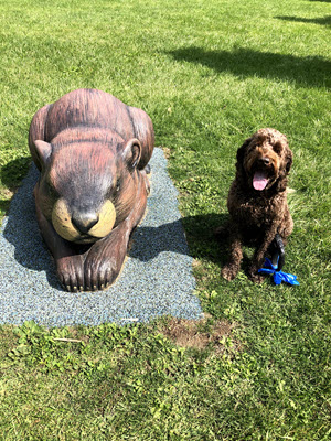 Brown Labradoodle sitting next to a statue.