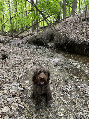 brown labradoodle sitting near a stream in a wooded setting