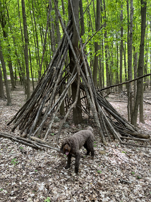 brown labradoodle posing in front of a makeshift fort made of branches