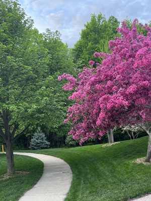 a purple tree stands in contrast to the green leaved trees along a bend in the road