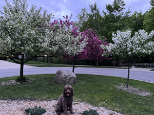 brown labradoodle sitting in front of white and purple blooming  trees