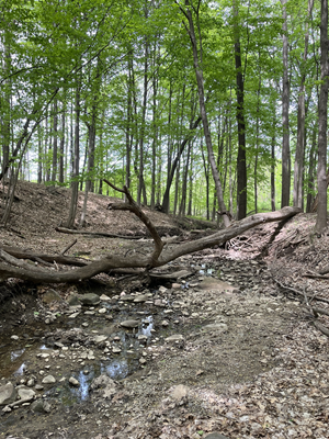 a downed tree crossign a stream