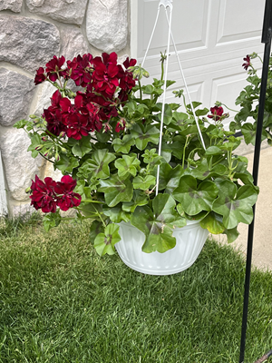 red and green plants in a decorative hanging basket