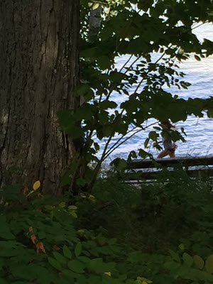 a glimpse of a child running along a lake obscured by branches