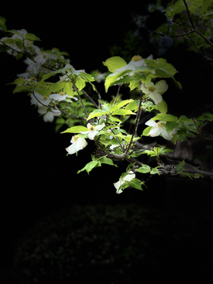 artsy shot of white blooms on a green tree with a dark background