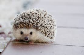 Hedgehog on the ground