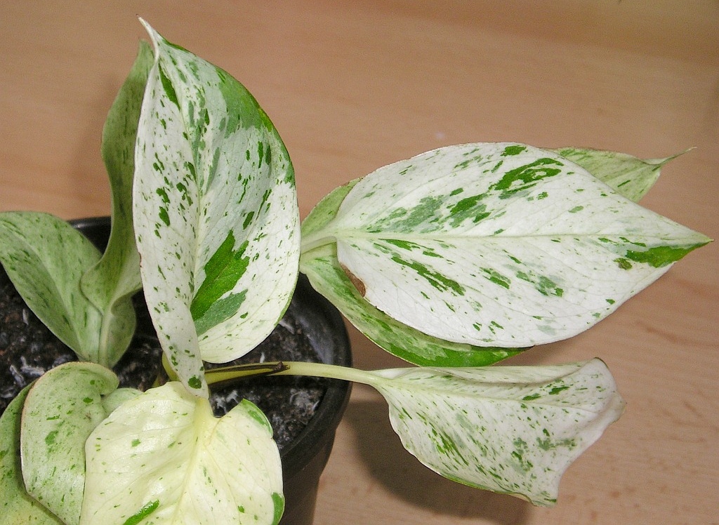 Marble Queen Pothos