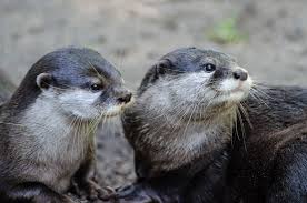 Two river otters looking to the side