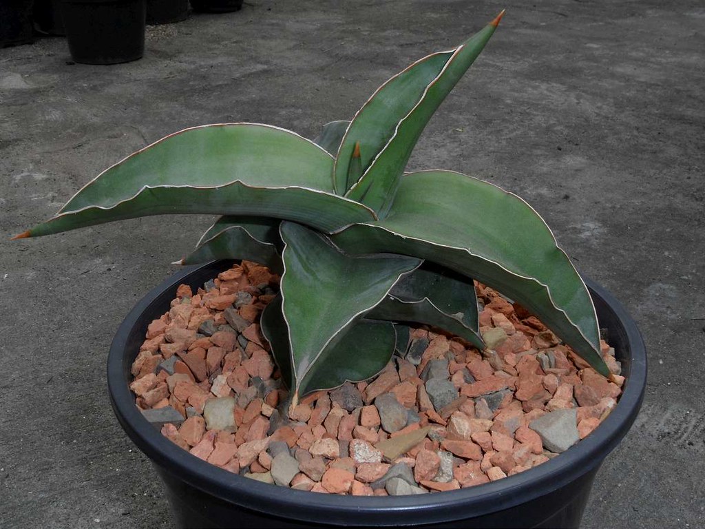 Sansevieria Powysii