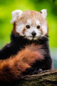 Red panda on a branch