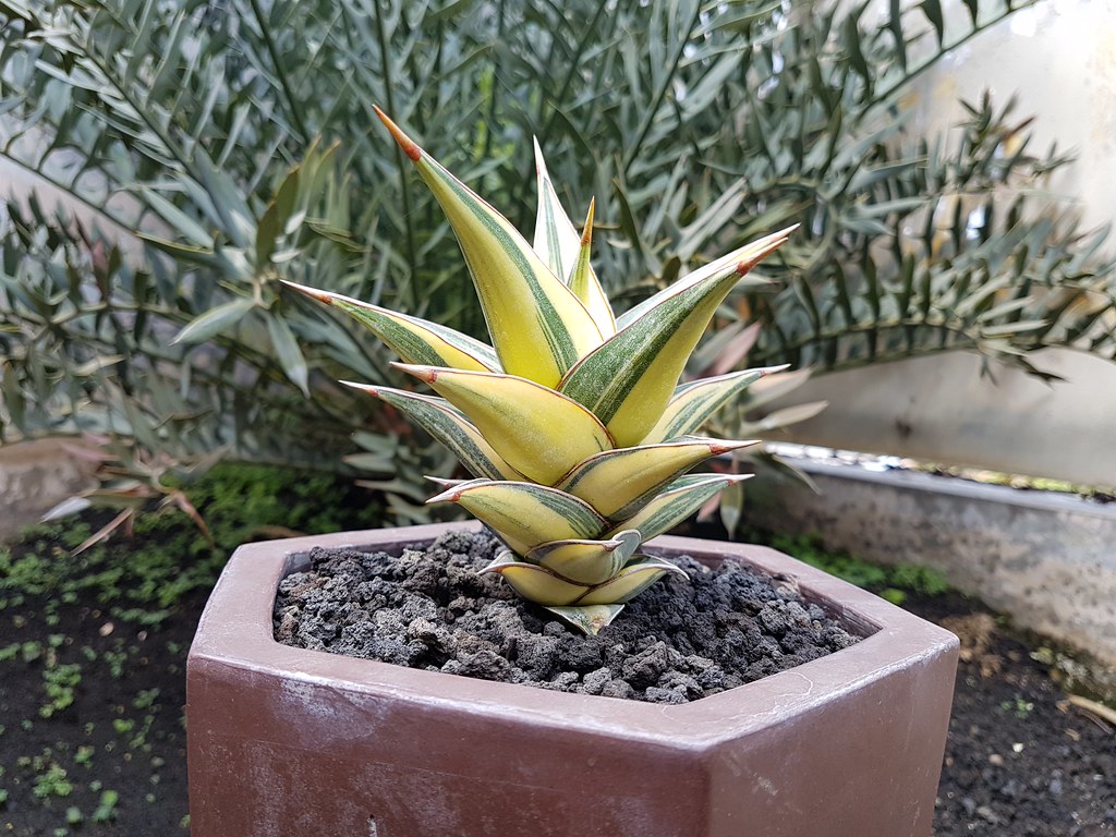 Sansevieria Pinguicula